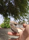 Bird morning picture rest on my hand