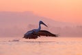 Bird with morning sunrise. Dalmatian pelican, Pelecanus crispus, in Lake Kerkini, Greece. Pelican with open wings. Wildlife scene Royalty Free Stock Photo