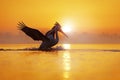 Bird with morning sunrise. Dalmatian pelican, Pelecanus crispus, in Lake Kerkini, Greece. Pelican with open wings. Wildlife scene Royalty Free Stock Photo