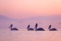 Bird with morning sunrise. Dalmatian pelican, Pelecanus crispus, in Lake Kerkini, Greece. Pelican with open wings. Wildlife scene Royalty Free Stock Photo