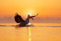 Bird with morning sunrise. Dalmatian pelican, Pelecanus crispus, in Lake Kerkini, Greece. Pelican with open wings. Wildlife scene