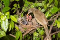 Bird mother feeding baby in forest nature Royalty Free Stock Photo