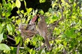 Bird mother feeding baby in forest nature Royalty Free Stock Photo