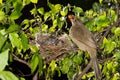 Bird mother feeding baby in forest nature