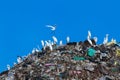 Bird on mountain of garbage