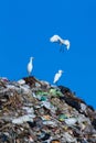 Bird on mountain of garbage