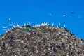 Bird on mountain of garbage