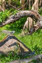 Bird mountain wagtail Ethiopia Africa wildlife Royalty Free Stock Photo