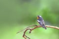Bird Mugimaki Flycatcher bird (ficedula mugimaki), Perching on branch Royalty Free Stock Photo