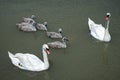 Bird mute swan (Cygnus olor) family with cute baby cygnets swimming together in green water lake Balaton. Royalty Free Stock Photo