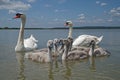 Bird mute swan (Cygnus olor) family with cute baby cygnets swimming together in green water lake Balaton. Royalty Free Stock Photo