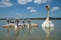 Bird mute swan (Cygnus olor) family with cute baby cygnets swimming together in green water lake Balaton. Royalty Free Stock Photo