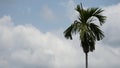 Bird Mynas or Sturnidae on a betel palm tree