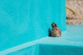 Bird (Mynas or Sturnidae) emotional shock Royalty Free Stock Photo