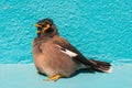 Bird (Mynas or Sturnidae) emotional shock Royalty Free Stock Photo