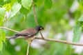 Bird (Mynas or Sturnidae) in a nature wild