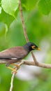 Bird (Mynas or Sturnidae) in a nature wild