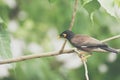 Bird (Mynas or Sturnidae) in a nature wild