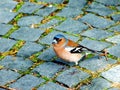 bird, nature, chaffinch, wildlife, animal, finch, robin, spring, beak, branch, wild, feather, hawfinch, green, small, birds, tree, Royalty Free Stock Photo