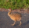 Bird, nature and chick with baby, road and environment with sunshine and ornithology. Ostrich, cape town and closeup for