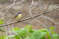 Bird Royalty Free Stock Photo