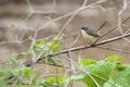 Bird Royalty Free Stock Photo