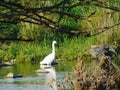 Bird nature pet animal green river area