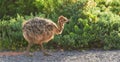 Bird, nature and plants with baby, road and environment with sunshine and ornithology. Ostrich, cape town and closeup