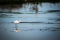 Bird in nature Royalty Free Stock Photo