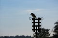 Bird nature tranquil scene outdoor image standing no people horizontal Royalty Free Stock Photo