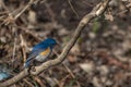 Bird nature uttarakhand india nature