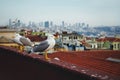 A bird near the Hagia Sophia at Istanbul, Turkey.