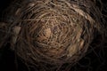 Bird nest Royalty Free Stock Photo