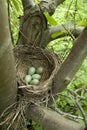 Bird nest