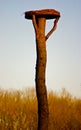 Bird nest Royalty Free Stock Photo