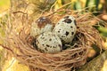 Bird nest