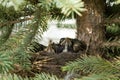 Bird Nest Royalty Free Stock Photo