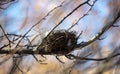 Bird nest on bare tree branches Royalty Free Stock Photo