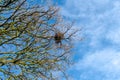 Bird nest on the barren branches of a tree in spring Royalty Free Stock Photo