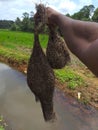 Bird nest beutiful picture from kerala nature