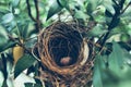 BIRD NEST - Bird nest with egg in the morning in the nature rain forest park Royalty Free Stock Photo