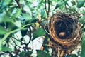 BIRD NEST - Bird nest with egg in the morning in the nature rain forest park Royalty Free Stock Photo