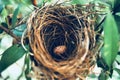 BIRD NEST - Bird nest with egg in the morning in the nature rain forest park Royalty Free Stock Photo