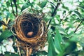 BIRD NEST - Bird nest with egg in the morning in the nature rain forest park Royalty Free Stock Photo