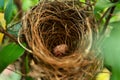 BIRD NEST - Bird nest with egg in the morning in the nature rain forest park Royalty Free Stock Photo