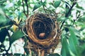 BIRD NEST - Bird nest with egg in the morning in the nature rain forest park Royalty Free Stock Photo