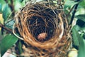 BIRD NEST - Bird nest with egg in the morning in the nature rain forest park Royalty Free Stock Photo