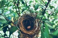 BIRD NEST - Bird nest with egg in the morning in the nature rain forest park Royalty Free Stock Photo