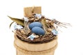Bird nest with blue eggs
