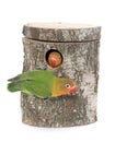 Bird nest box and lovebird Royalty Free Stock Photo